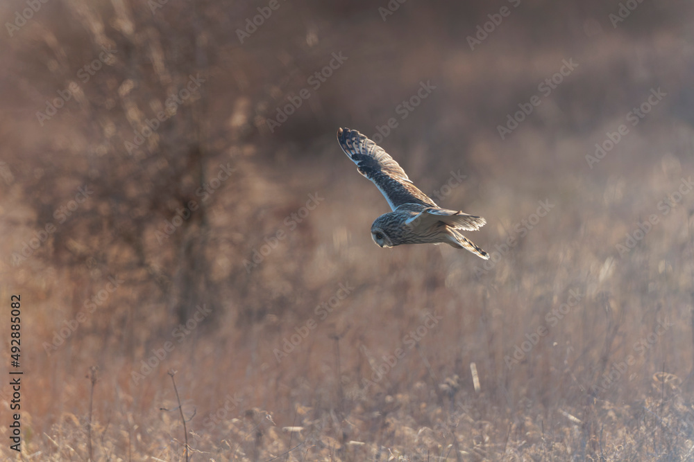 Short-eared owl Asio flammeus in flight at sunset Short-eared owl Asio flammeus in flight at sunset