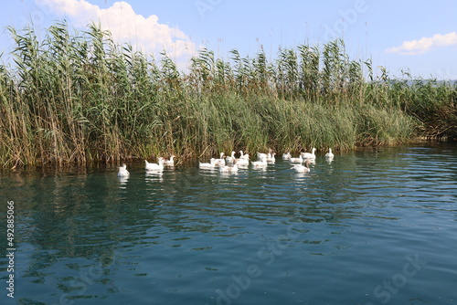 ducks swimming in azmak river photo