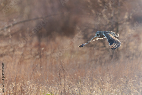 Short-eared owl Asio flammeus in flight at sunset