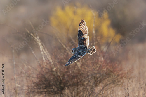 Short-eared owl Asio flammeus in flight at sunset