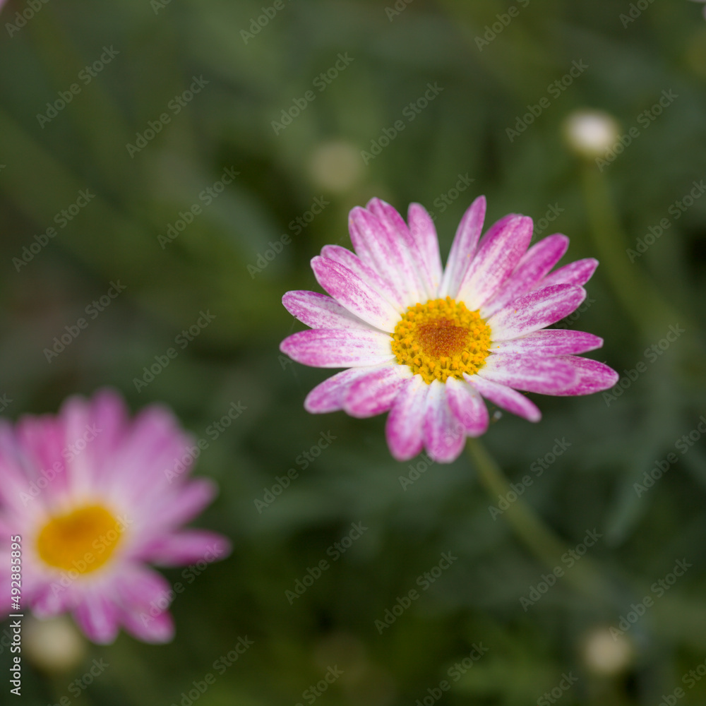 Flora of Gran Canaria -  Argyranthemum, marguerite daisy endemic to the Canary Islands, garden cultivated variety
