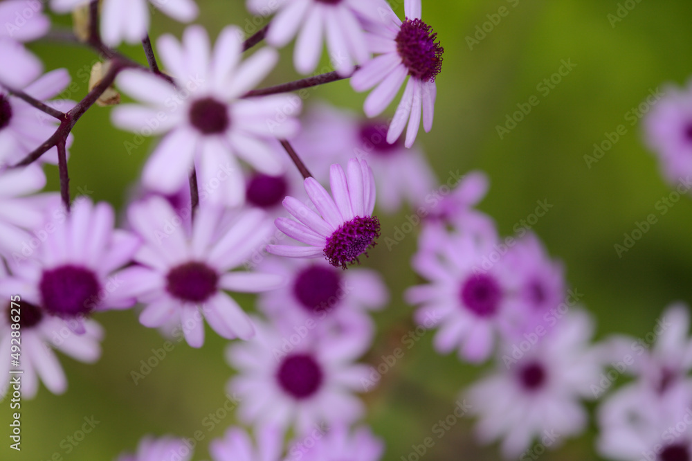 Flora of Gran Canaria - magenta flowers of Pericallis webbii, endemic to the island, natural macro floral background
Flora of Gran Canaria - magenta flowers of Pericallis webbii, endemic to the island, natural macro floral background
