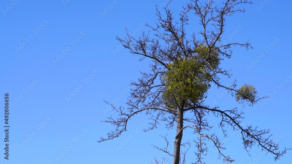 Mistletoe, green leaves on a tree branch (Viscum album) - (4K) Mistletoe, green leaves on a tree branch (Viscum album) - (4K)