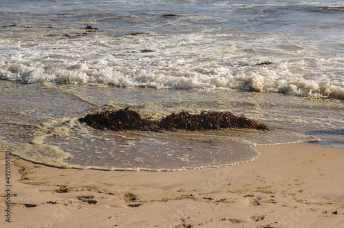 alga, huiro o cochayuyo en la orilla de la playa, agua sucia con algas photo