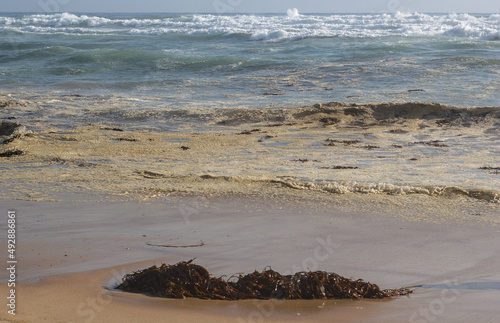 alga, huiro o cochayuyo en la orilla de la playa, agua sucia con algas photo