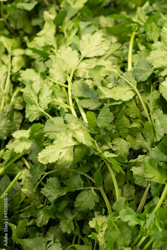 Gennevilliers, France - 01 21 2022: Primeur fruits and vegetables. Detail of fresh parsley at a greengrocer
