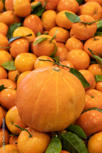 Gennevilliers, France - 01 21 2022: Primeur fruits and vegetables. Detail of a pumpkin and clementines at a greengrocer