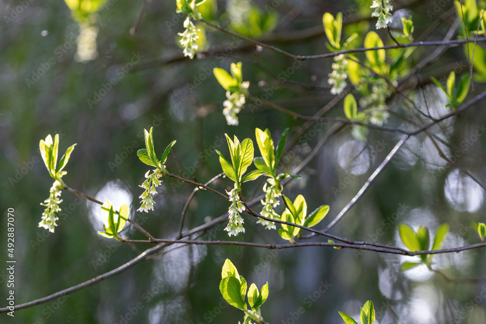 flowering seed pod dangle from tree in springtime flowering seed pod dangle from tree in springtime