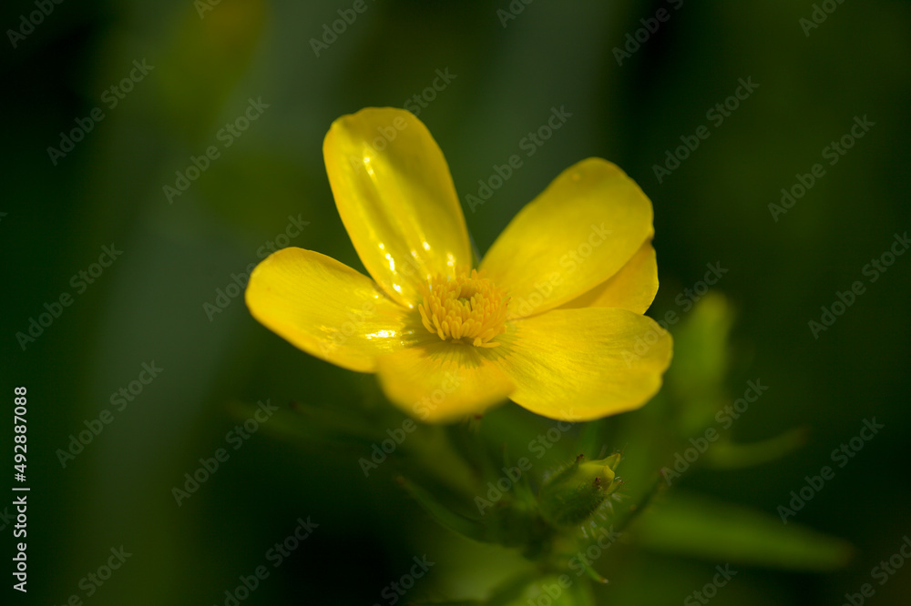 Flora of Gran Canaria - bright yellow flowers of Ranunculus cortusifolius, Canary buttercup natural macro floral background
Flora of Gran Canaria - bright yellow flowers of Ranunculus cortusifolius, Canary buttercup natural macro floral background