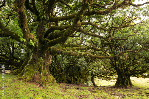 The mystic laurel forest of Fanal on Madeira island consists of impressive ancient stinkwood laurel trees with gnarled moss-covered branches photo