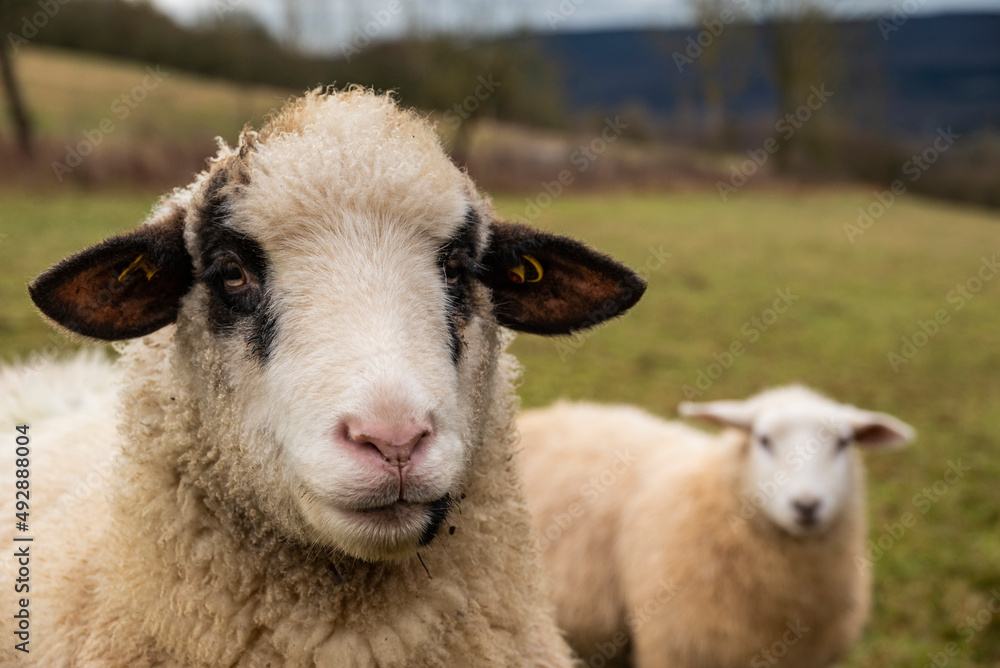 Close-up portrait of a lead sheep or bellwether, looking towards camera, with another sheep in the background Close-up portrait of a lead sheep or bellwether, looking towards camera, with another sheep in the background
