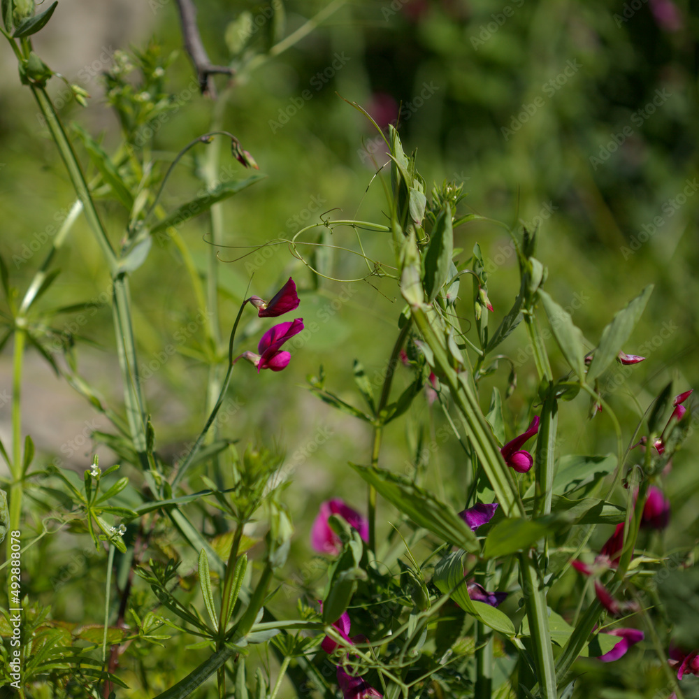 Flora of Gran Canaria - Lathyrus tingitanus, Tangier pea Flora of Gran Canaria - Lathyrus tingitanus, Tangier pea