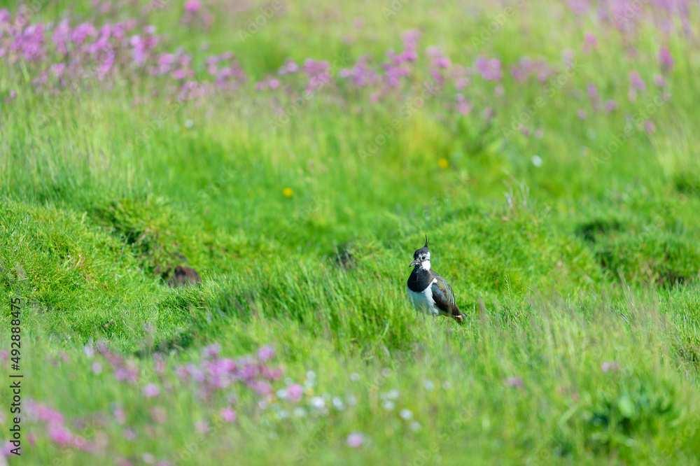 Obraz premium Lapwing in grass in spring