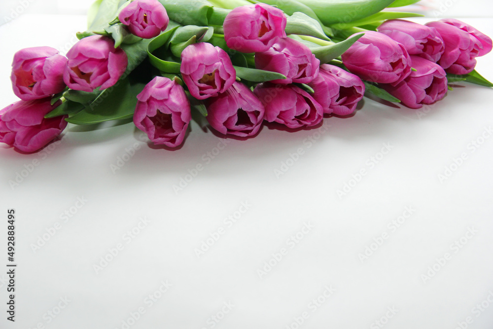 Purple tulips on a white background. Spring bouquet of purple tulips on a light background. Purple tulips on a white background. Spring bouquet of purple tulips on a light background.
