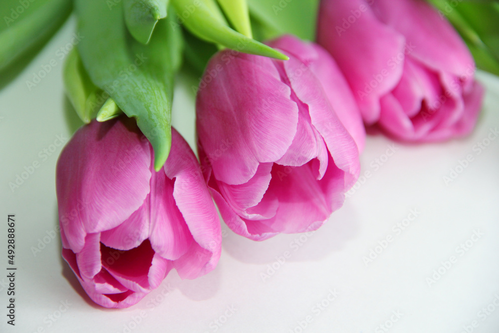 Purple tulips on a white background. Spring bouquet of purple tulips on a light background. Purple tulips on a white background. Spring bouquet of purple tulips on a light background.