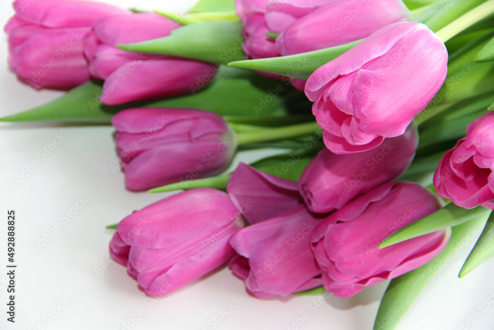 Obraz premium Purple tulips on a white background. Spring bouquet of purple tulips on a light background.