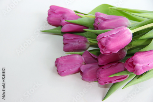 Purple tulips on a white background. Spring bouquet of purple tulips on a light background.