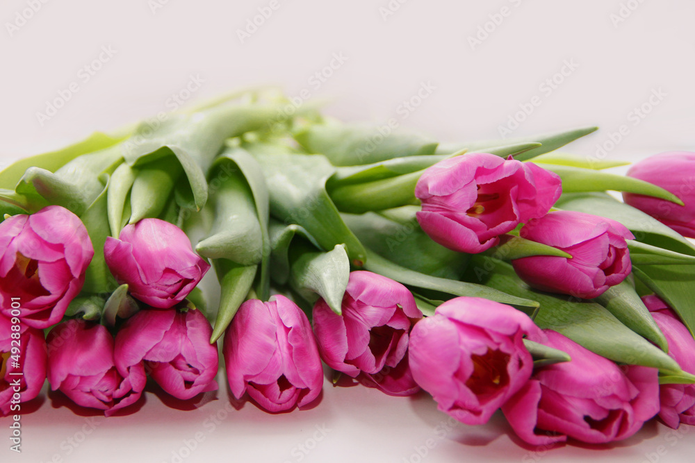 Purple tulips on a white background. Spring bouquet of purple tulips on a light background. Purple tulips on a white background. Spring bouquet of purple tulips on a light background.