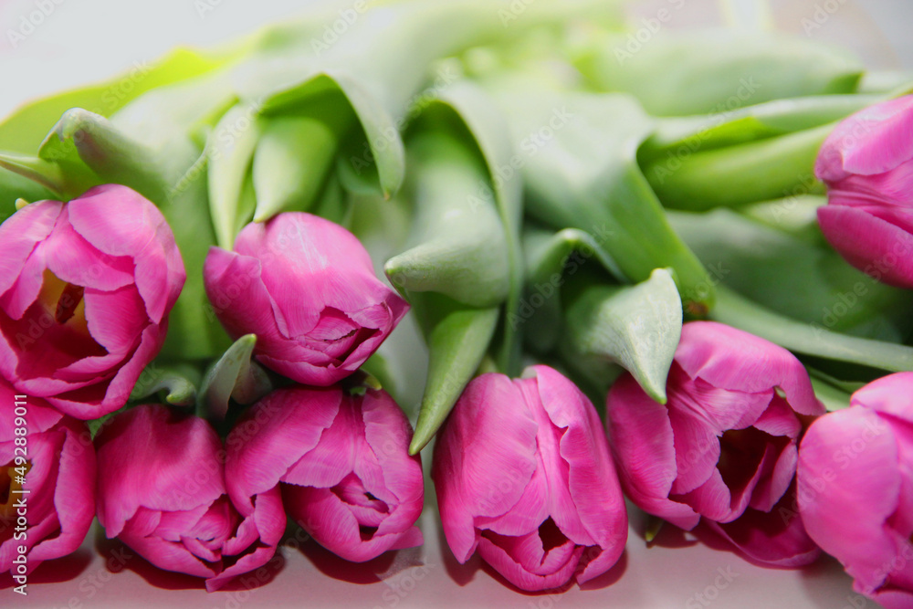 Purple tulips on a white background. Spring bouquet of purple tulips on a light background. Purple tulips on a white background. Spring bouquet of purple tulips on a light background.
