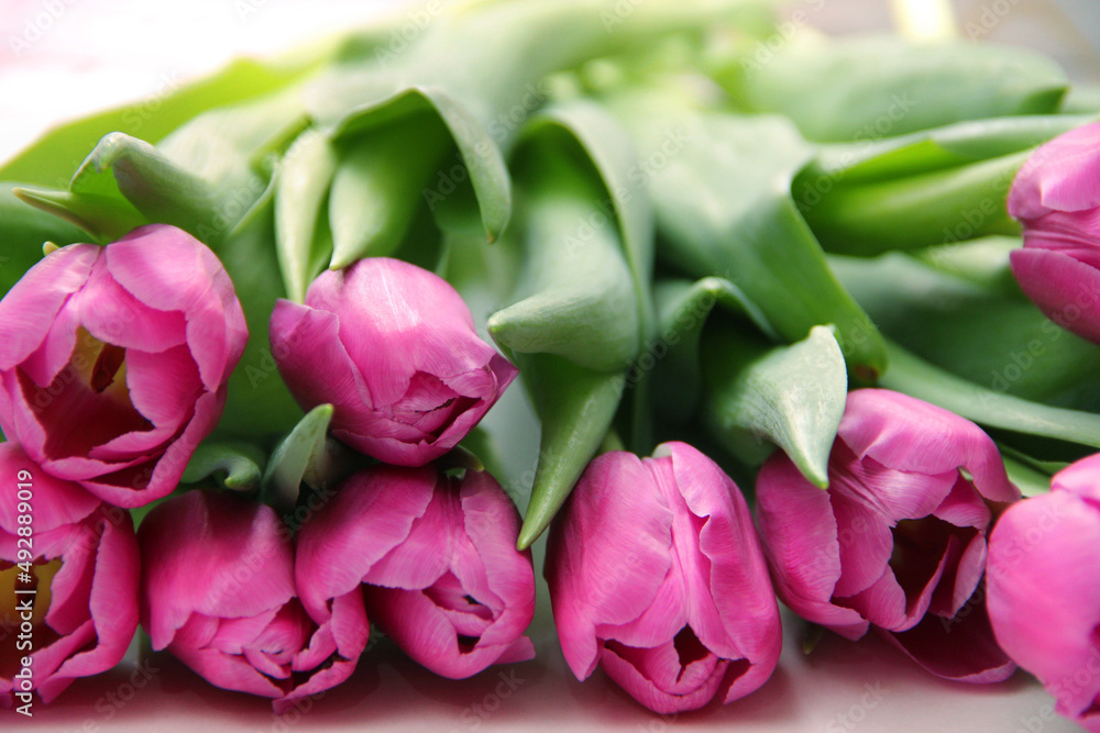 Purple tulips on a white background. Spring bouquet of purple tulips on a light background. Purple tulips on a white background. Spring bouquet of purple tulips on a light background.