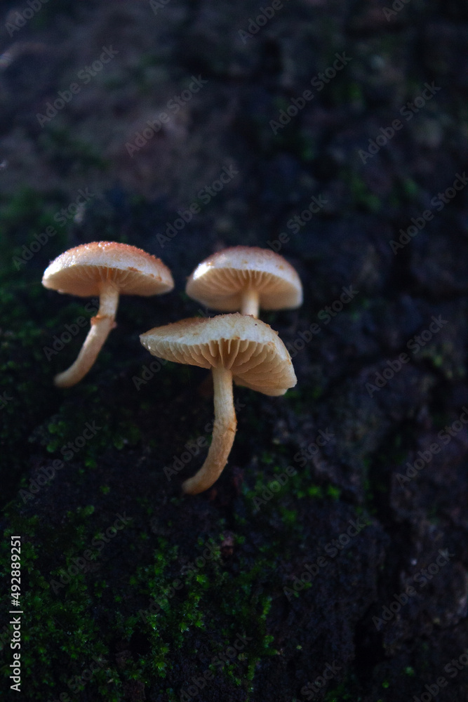 Fototapeta premium mushroom