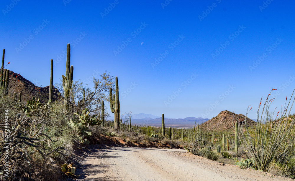 Sonoran Desert hilltop view with cactus, dirt road, peaks with hazy mountains in the distance