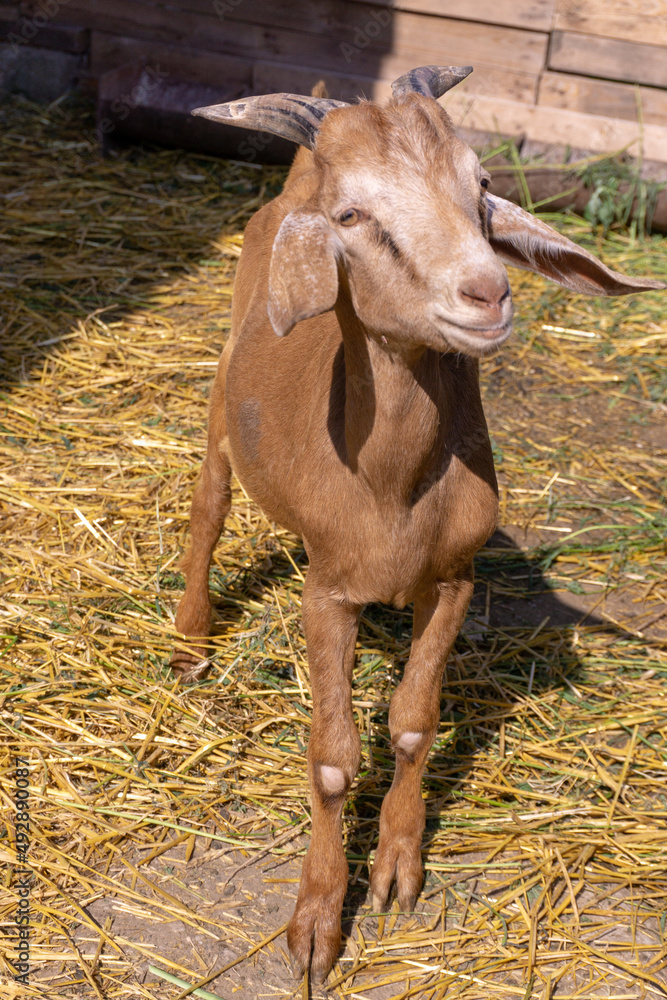 Red goat portrait in a paddock on a farm Red goat portrait in a paddock on a farm