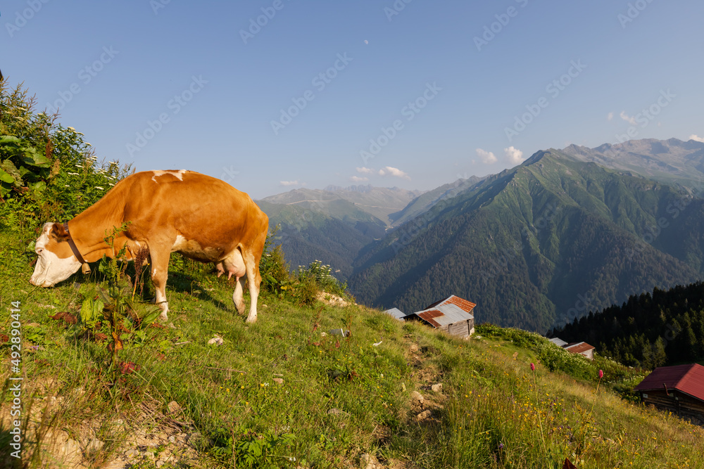 A cow grazing in the Pokut plateau