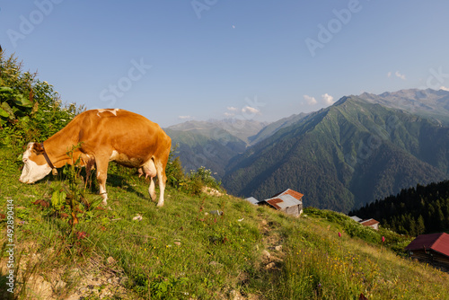 A cow grazing in the Pokut plateau