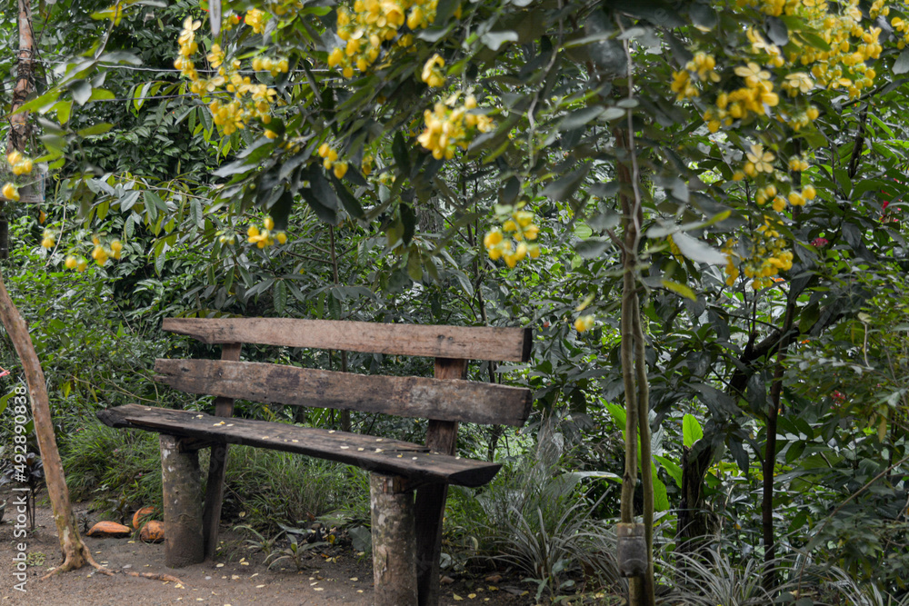 golden shower tree - Wooden bench under an ahela tree with yellow flowers