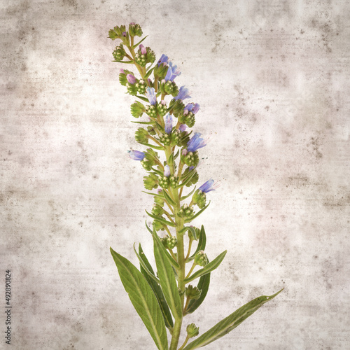 square stylish old textured paper background with blue flowers of Echium callithyrsum  blue bugloss of Tenteniguada  endemic to Gran Canaria 
