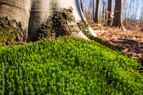 A green carpet of common haircap moss (Polytrichum commune) growing at the foot of a beech tree in a forest, Weserbergland, Germany photo