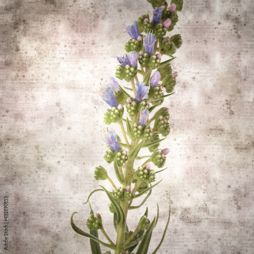 square stylish old textured paper background with blue flowers of Echium callithyrsum, blue bugloss of Tenteniguada, endemic to Gran Canaria 
