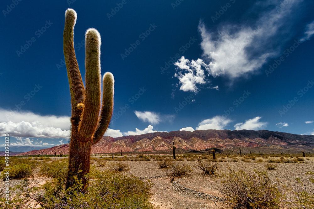 Cactus with colorful mountains in the background in Salta, Argentina