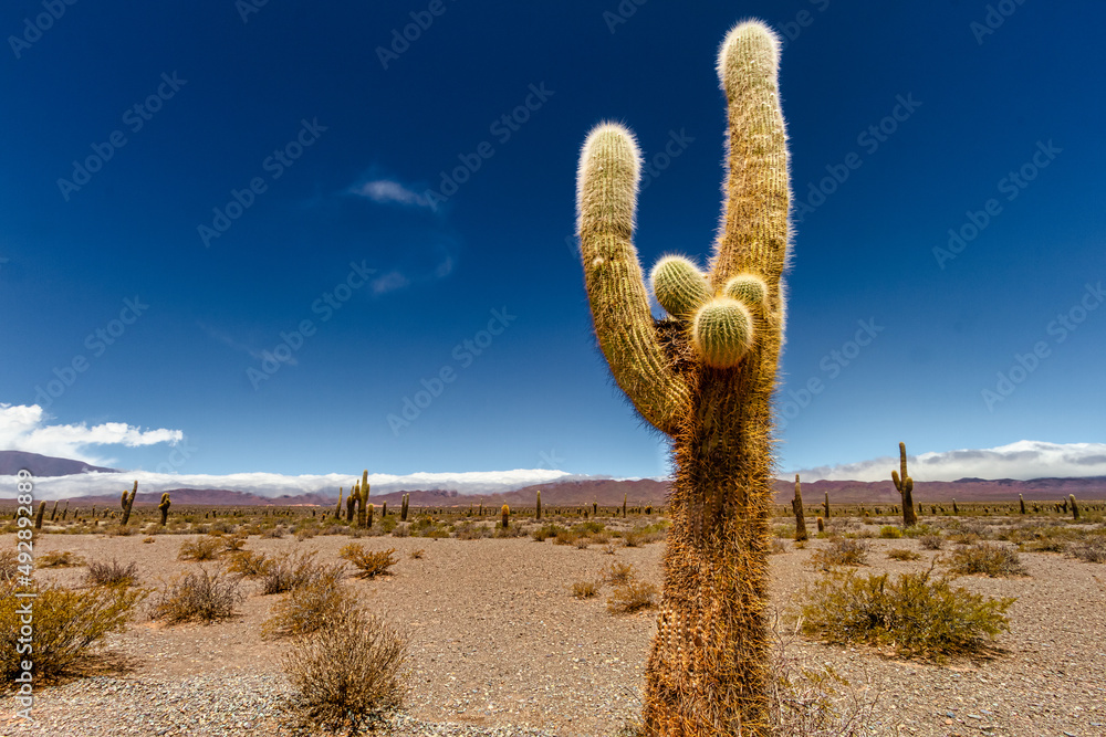 Giant cactus in Los Cardones National Park in Salta, Argentina