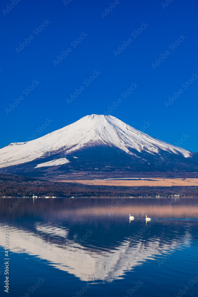 逆さ富士と白鳥 山中湖 逆さ富士と白鳥 山中湖