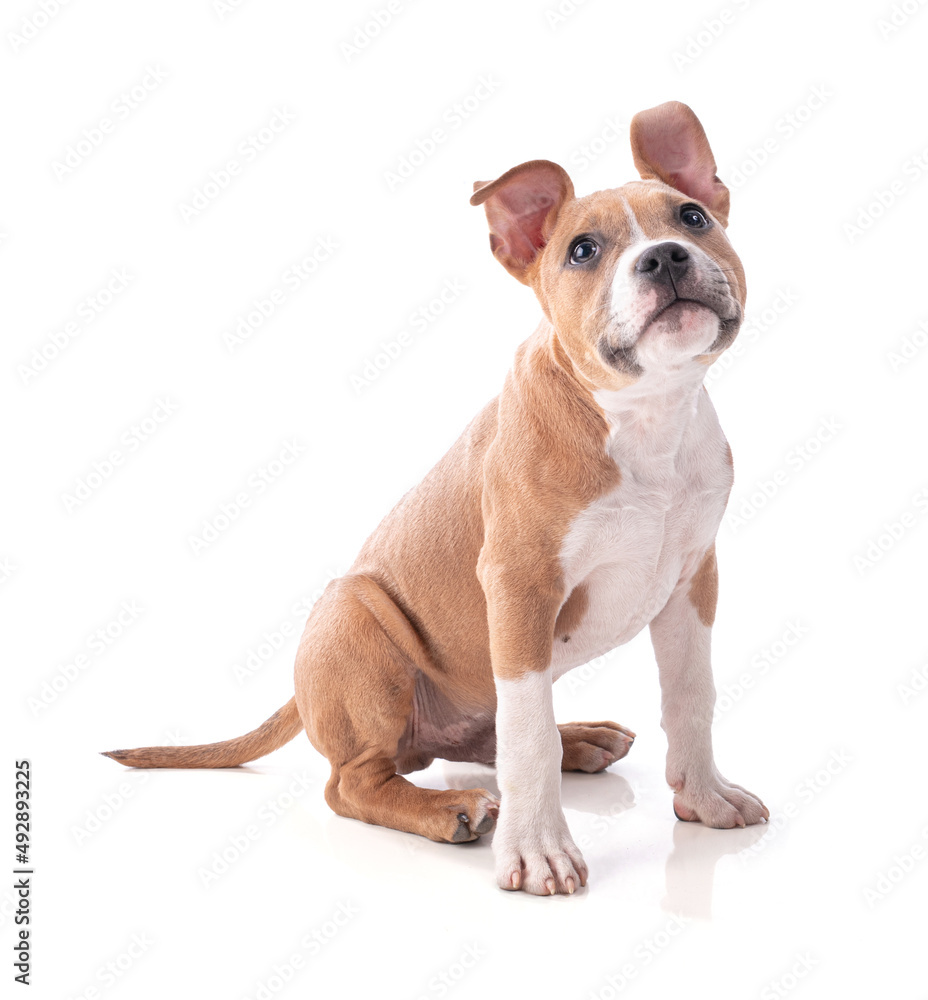 3 month old American Staffordshire Terrier 3 month old American Staffordshire Terrier