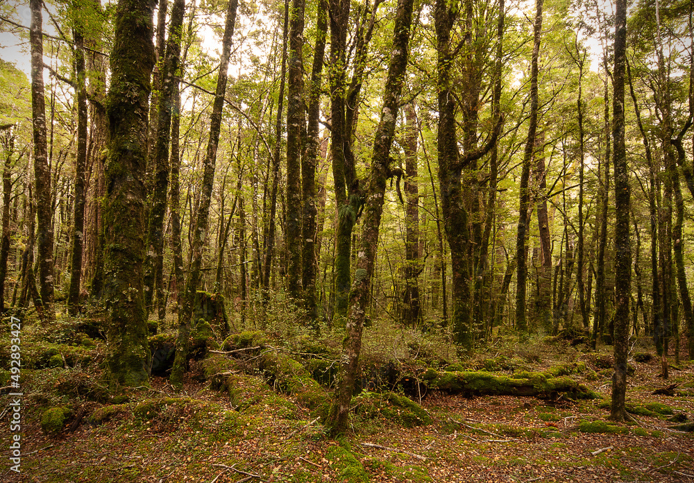 New Zealand forest