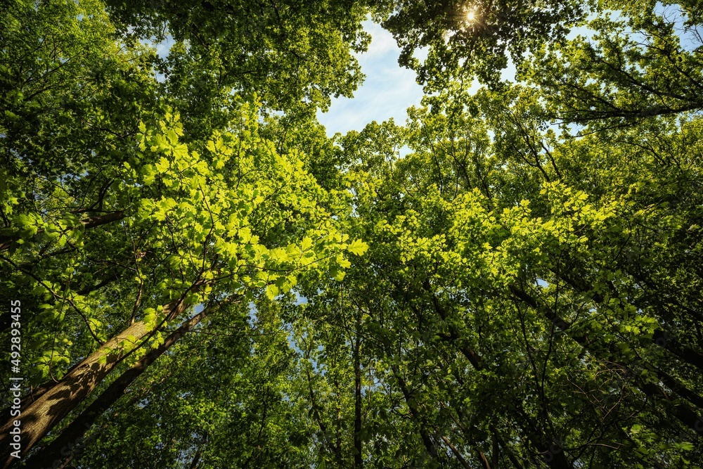 Wide forest green panorama in spring