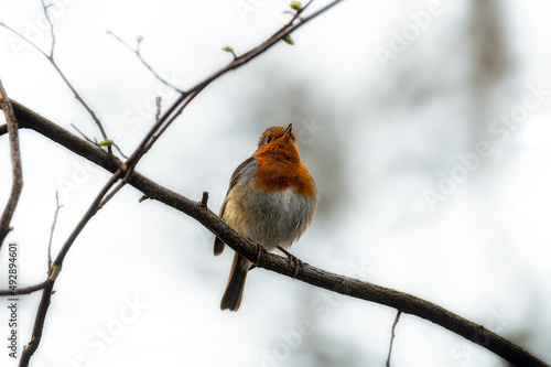 Rotkehlchen (Erithacus rubecula) sitzt auf einem Ast