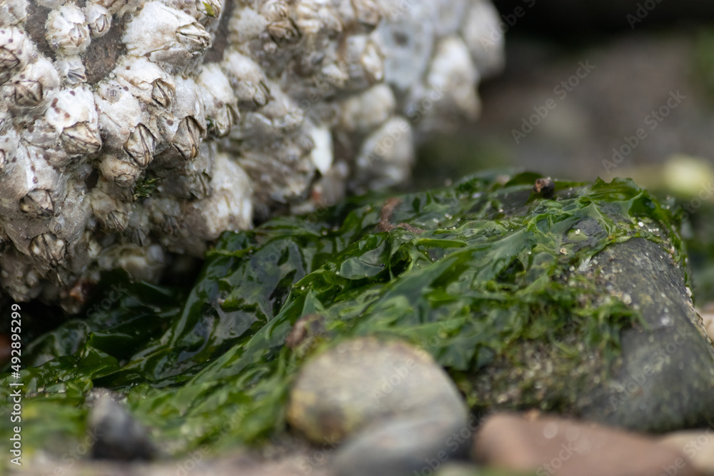 tide pool rocks covered in seaweed barnacles and water tide pool rocks covered in seaweed barnacles and water