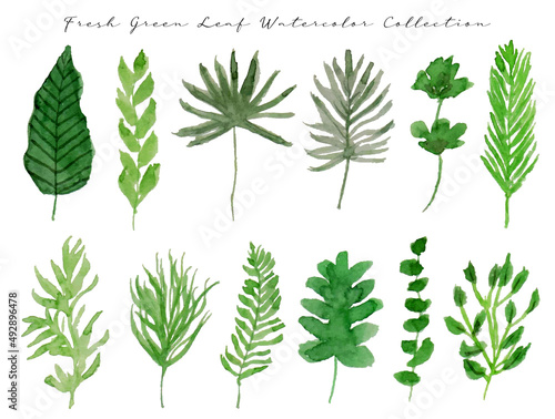 set of green leaf watercolor collection