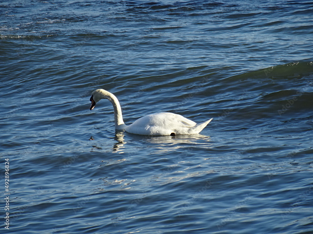 Beautiful swan birds at sunset in the Black Sea in Varna - BG Beautiful swan birds at sunset in the Black Sea in Varna - BG