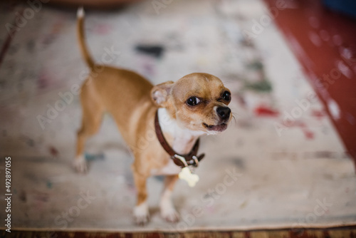 Chihuahua barks at viewer.