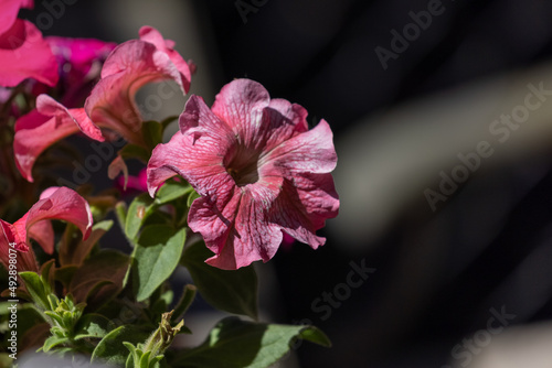 Canvas Print wilting dark pink petunia flowers with blurred background