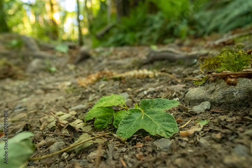 green tree leaf laying on the ground in a forest