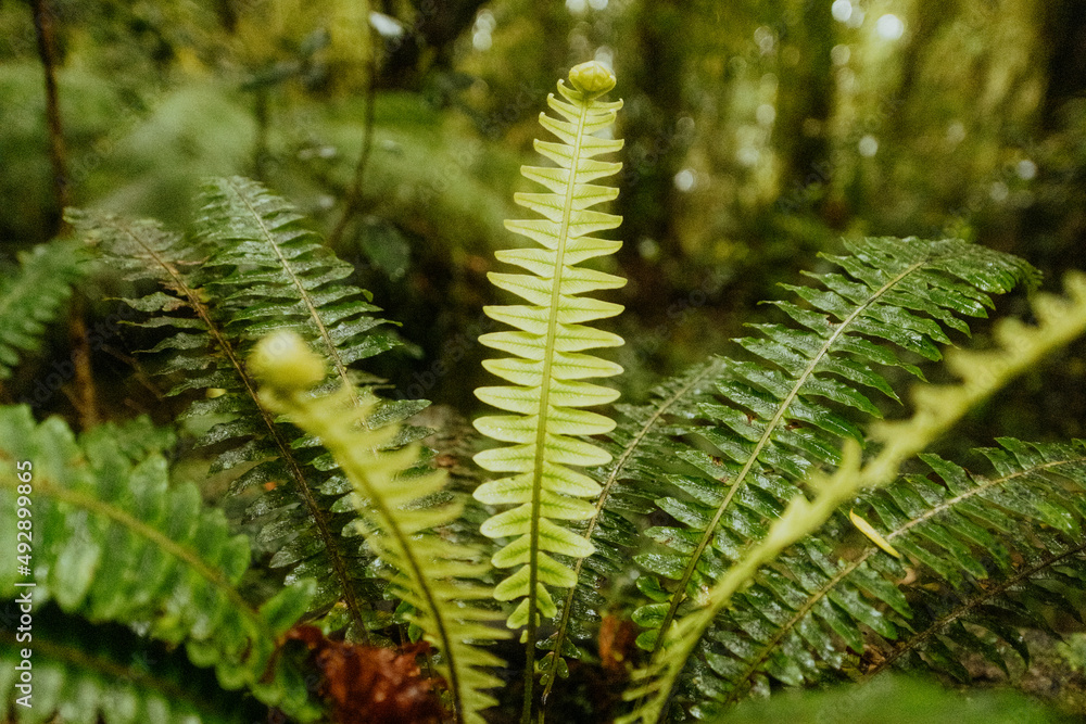 Green fern Green fern