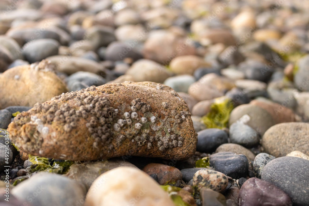 tide pool rocks covered in seaweed barnacles and water tide pool rocks covered in seaweed barnacles and water