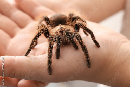 Female hands with scary tarantula spider, closeup