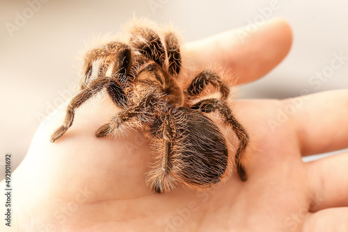 Female hand with scary tarantula spider in room, closeup